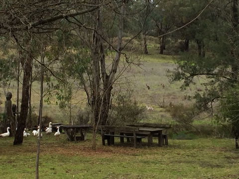 Wildwood Guesthouse - Kawana Tourism 1