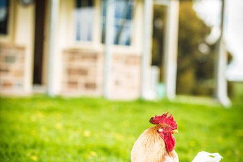 Barossa Vineyard Cottages - Kawana Tourism 6