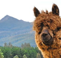 Maydena Mountain Cabins - Kawana Tourism