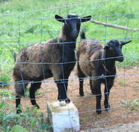 Alstonville Country Cottages - Kawana Tourism