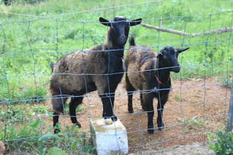 Alstonville Country Cottages - Kawana Tourism 0