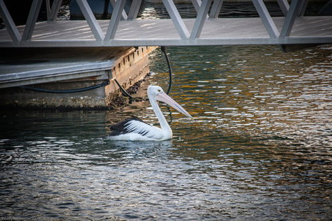 Tripcony Quays Apartments - Kawana Tourism 2