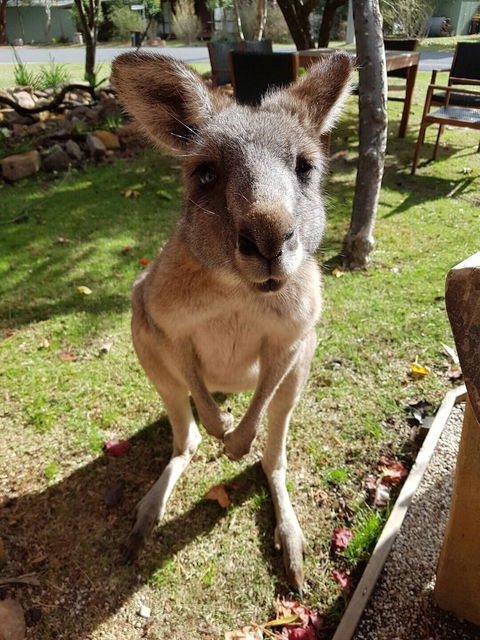 Grampians Eco YHA - Hostel - Kawana Tourism 1