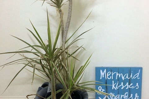 Al Mare Beachfront Retreat - Kawana Tourism 2