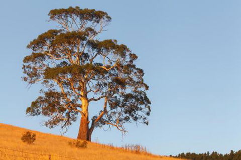 2 Dukes Daylesford - Kawana Tourism 5