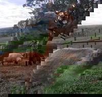 Morella Farm Stay - Kawana Tourism