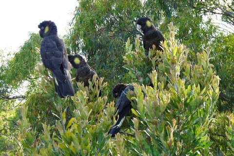 Eagles Rise Tasmania - Kawana Tourism 5