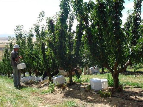 Somercotes - Kawana Tourism 4