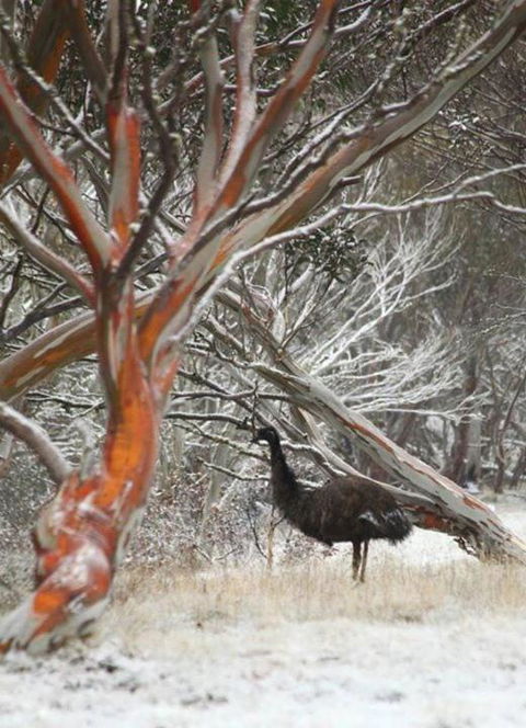 Cape Cod - Kawana Tourism 3