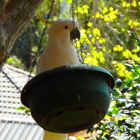 Bowral Road Bed And Breakfast - Kawana Tourism 1