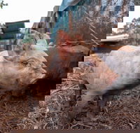 Batchelor Butterfly Farm - Kawana Tourism