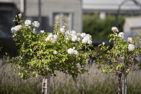 The Nest At Gundaroo - Kawana Tourism 4