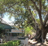 The Season Tree