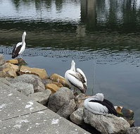 Saltwater Seafoods - Kawana Tourism