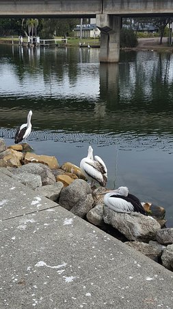 Saltwater Seafoods - Kawana Tourism 0