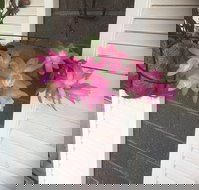 Tingha Sports  Recreation Club - Kawana Tourism