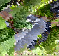 Marcus Hill Vineyard - Kawana Tourism