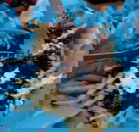 Charles St Pizza  Pasta - Kawana Tourism