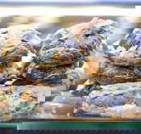 Piccolo Espresso - Kawana Tourism