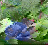 Tuckerberry Hill - Kawana Tourism