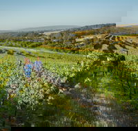 Wills Domain - Kawana Tourism