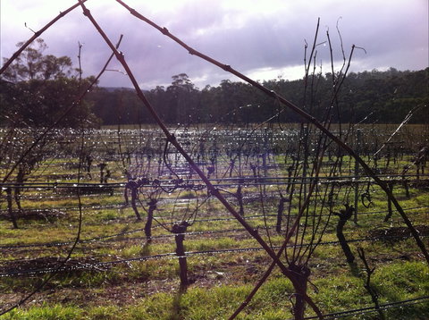 Darlington Vineyard - Kawana Tourism 0