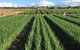 Hawkes Farm - thumb 0