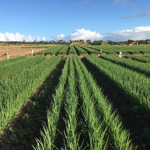 Hawkes Farm - Kawana Tourism 0