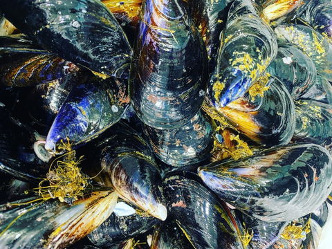 Pearly Oyster Bar And Farm - Kawana Tourism 2