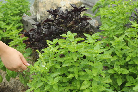 Hillview Herb Farm - Kawana Tourism 1