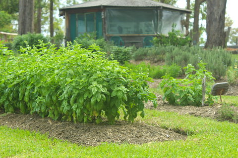 Hillview Herb Farm - Kawana Tourism 2