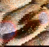 Alphabet Cafe - Kawana Tourism