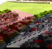 That Food Truck - Kawana Tourism