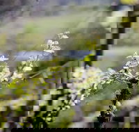 Barrgowan Vineyard - Kawana Tourism