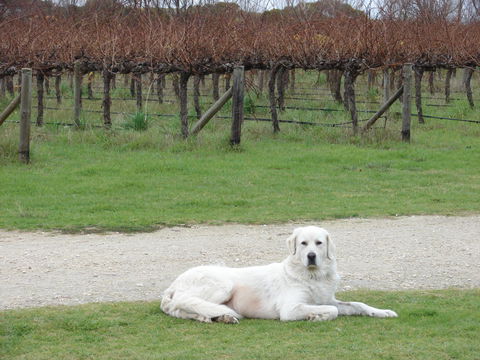 Mount Benson Estate - Kawana Tourism 1