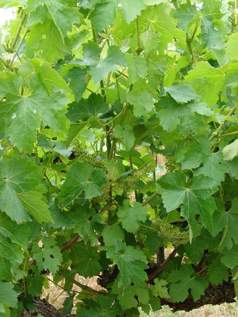 Mount Benson Estate - Kawana Tourism 2