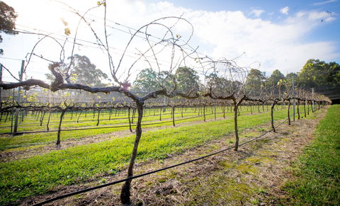 Long Point Vineyard And Art Gallery - Kawana Tourism 0