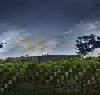 Dalrymple Vineyards - Kawana Tourism