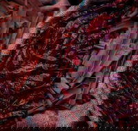 Urban Tadka - Kawana Tourism