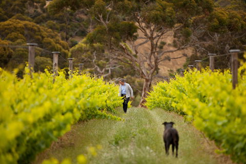 Islander Estate Vineyards - Kawana Tourism 1