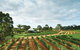 Vasse Felix Winery - thumb 0