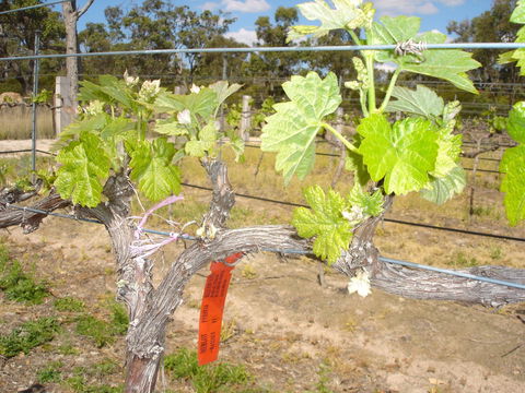 Banca Ridge Cellar Door And Vineyard - Kawana Tourism 1