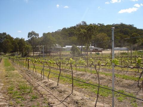 Banca Ridge Cellar Door And Vineyard - Kawana Tourism 2