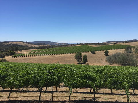 Peerick Vineyard And Winery - Kawana Tourism 0