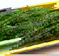 Sushi Blue - Kawana Tourism