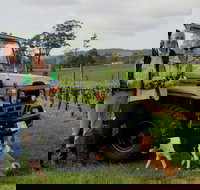 Brook Eden Vineyard - Kawana Tourism