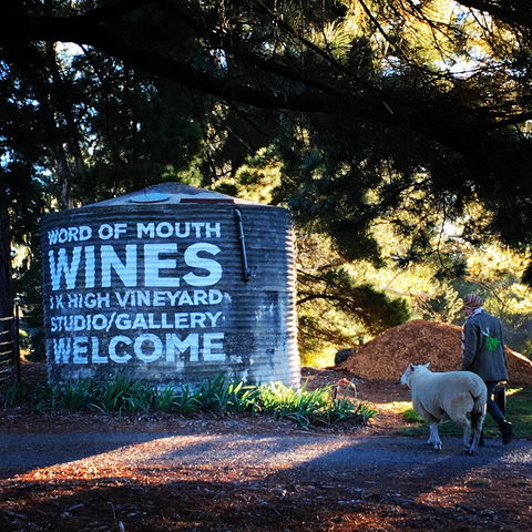 Word Of Mouth Wines - Kawana Tourism 1