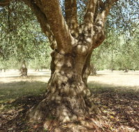 Lentara Grove - Kawana Tourism