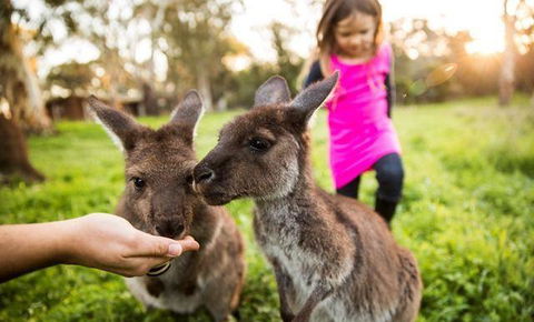 The Tadka Club - Kawana Tourism 16