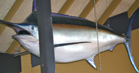 Crescent Head Tavern - Kawana Tourism 2